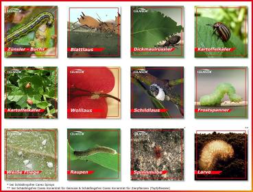 Preview: 3x Substral Celaflor Schädlingsfrei Careo 200 ml Pumpspray Orchidee gegen Blattlaus, Thrips, Weiße Fliege, uvm.