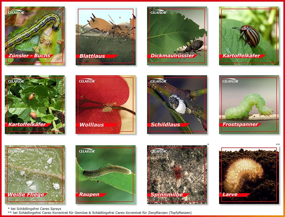 3x Substral Celaflor Schädlingsfrei Careo 200 ml Pumpspray Orchidee gegen Blattlaus, Thrips, Weiße Fliege, uvm.